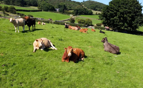 Fotografia Aérea Vacas Bovinas Touro Bezerros Campo Grama Fazenda Reino — Fotografia de Stock