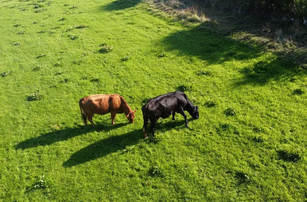 Aerial Photo Cattle Cows Bull Calves Field Grass Farm — Stock Photo, Image