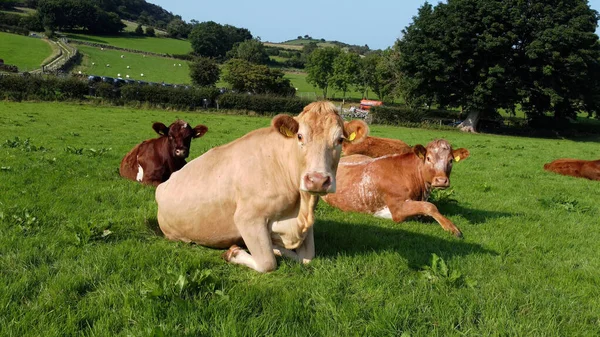 Aerial Photo Cattle Cows Bull Calves Field Grass Farm — Stock Photo, Image