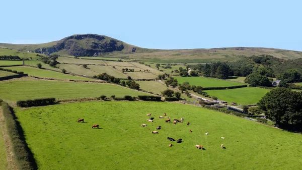 Аэрофото Крупного Рогатого Скота Быка Телят Поле Травы Ферме Великобритании — стоковое фото