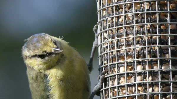 Coal Tit Feeding Tube Peanut Seed Feeder — Stok fotoğraf