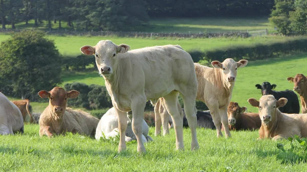 Cattle Cows Calves Eating Grass Field Farm — Stock Photo, Image