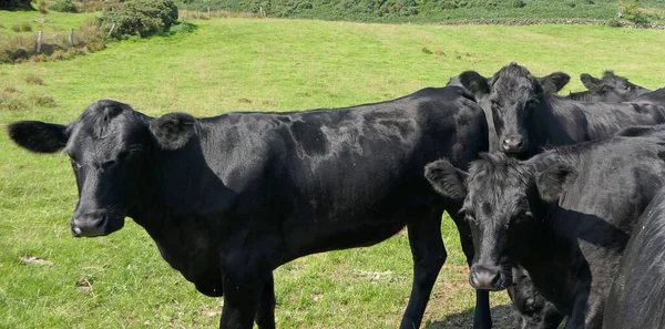 Коровы Телята Едят Траву Поле Ферме Великобритании — стоковое фото