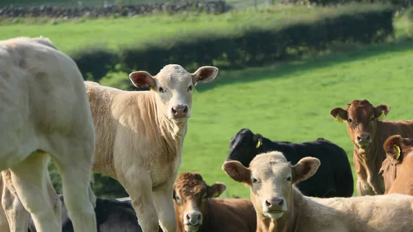 Коровы Телята Едят Траву Поле Ферме Великобритании — стоковое фото