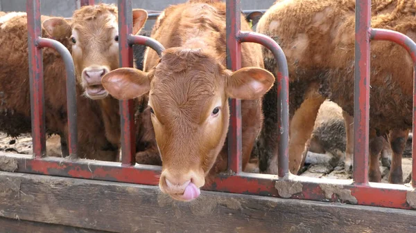 Cattle Eating Silage Grass Gate Shed Farm — Stock Photo, Image