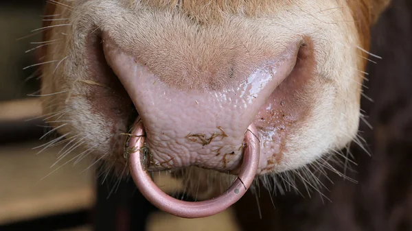 Red Limousine Bull with a ring in nose