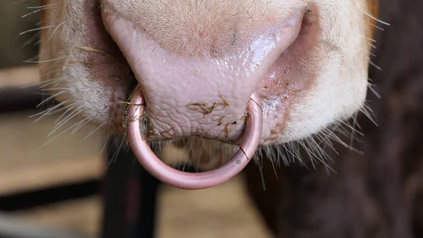 Red Limousine Bull with a ring in nose