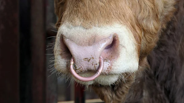 Red Limousine Bull Kroužkem Nose — Stock fotografie