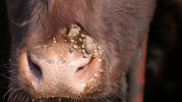 Red Limousine Cow Warts Its Nose — Stock Photo, Image