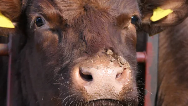 Red Limousine Cow Warts Its Nose — Stock Photo, Image