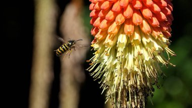 Red Hot Poker Kniphofia 'daki arı bahçede çiçek açıyor. 