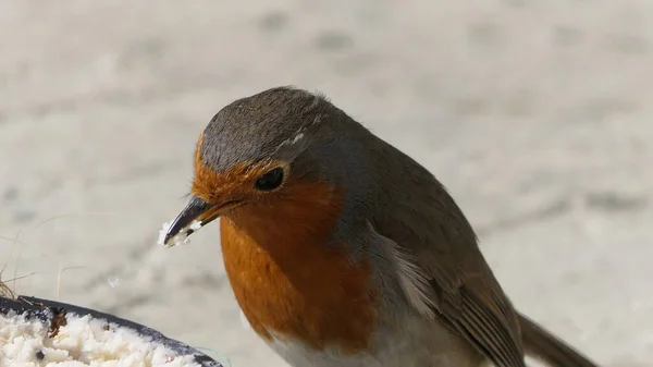 Robin Voedt Zich Met Insect Coconut Suet Shell Grond — Stockfoto