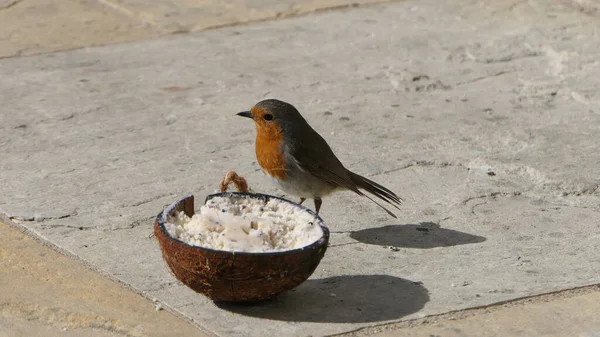 Robin Hindistan Cevizi Kabuğundan Besleniyor — Stok fotoğraf