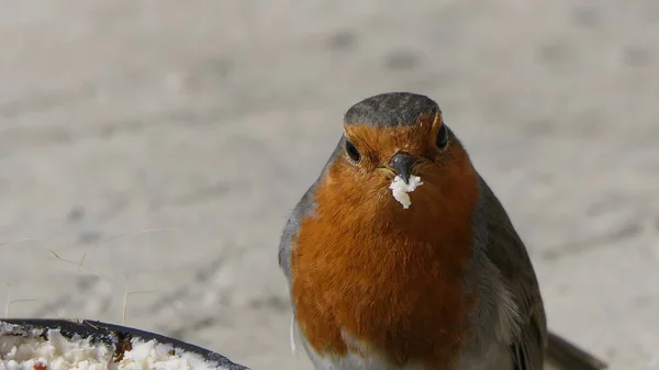 Robin Alimentando Inseto Coco Suet Shell Chão — Fotografia de Stock