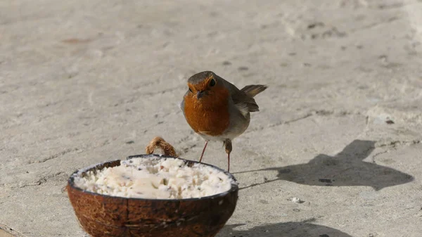 Robin Hindistan Cevizi Kabuğundan Besleniyor — Stok fotoğraf
