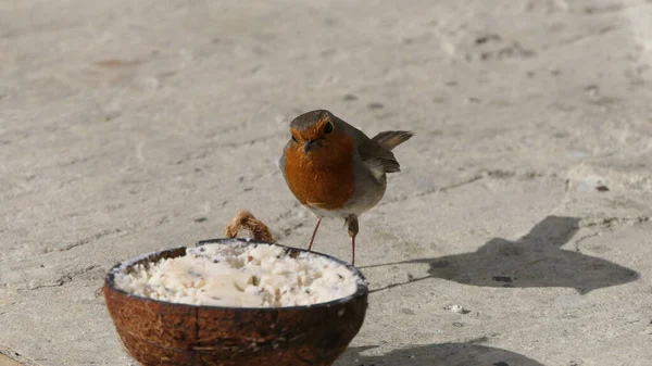 Rotkehlchen Ernährt Sich Boden Von Kokosnuss Suppenschale — Stockfoto