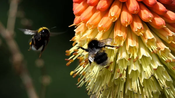 Red Hot Poker Kniphofia 'daki arı bahçede çiçek açıyor. 