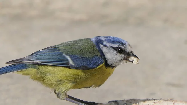 Blue Tit eating from a Coconut Suet Shell on the ground in UK