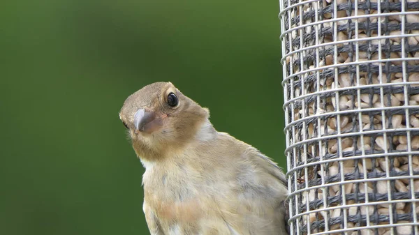 Pinzón Alimentándose Una Mesa Pájaros Reino Unido — Foto de Stock