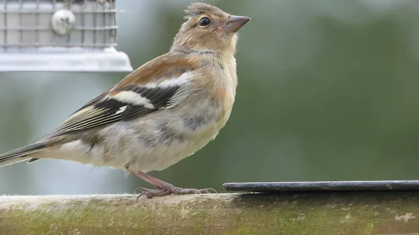 英国的一个鸟食台喂沙夫林 — 图库照片