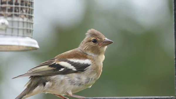 Chaffinch Ngiltere Deki Bir Kuş Masasından Besleniyor — Stok fotoğraf