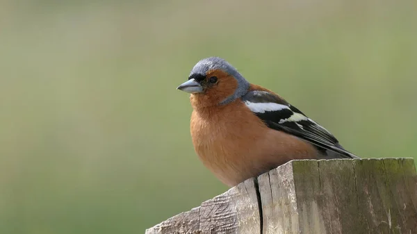 Chaffinch Сидять Паркані Великій Британії — стокове фото