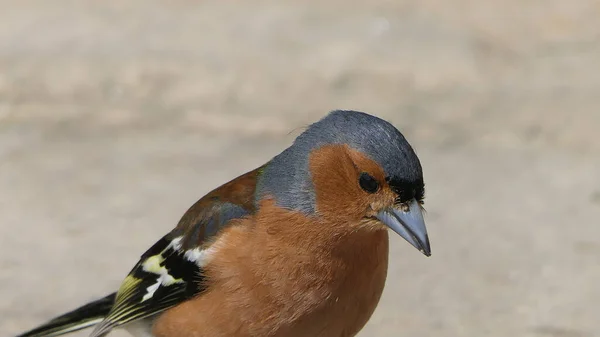 Chaffinch Commun Alimentant Partir Sol Royaume Uni — Photo