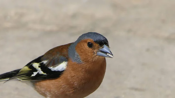 Chaffinch Comum Alimentando Partir Chão Reino Unido — Fotografia de Stock