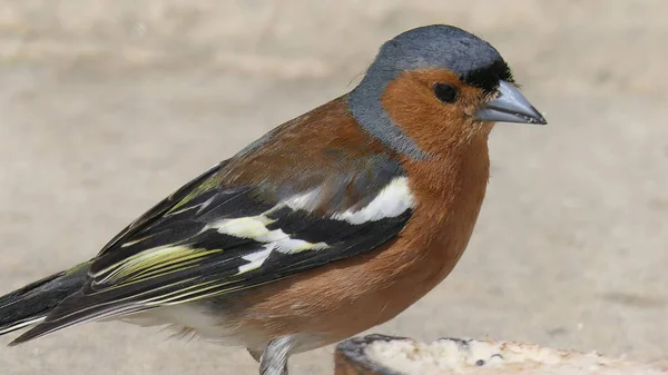 Chaffinch Comum Alimentando Partir Chão Reino Unido — Fotografia de Stock