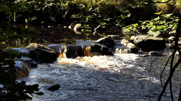 Glenarm River Hnědá Voda Forest Antrim Severní Irsko Podzim Při — Stock fotografie