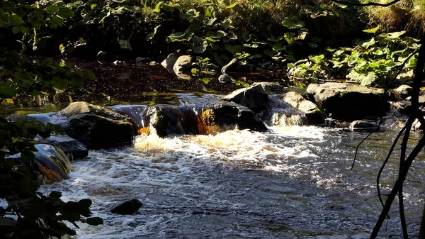 Glenarm River Forest Antrim Irlanda Del Norte Otoño Atardecer Hora — Foto de Stock