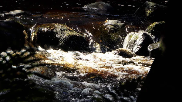 Glenarm Nehri Kahverengi Ormanı Kuzey Rlanda Antrim Şirketi Sonbaharda Gün — Stok fotoğraf