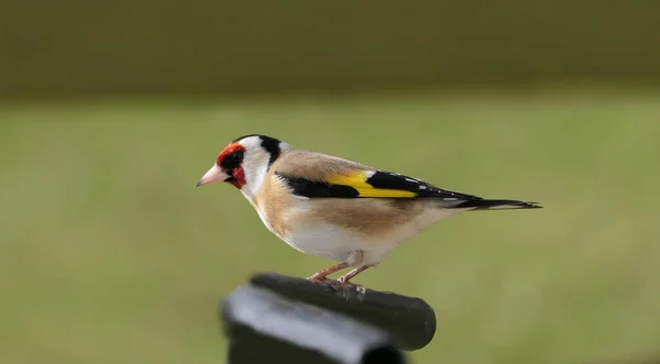 Pintainho Goldfinch Portão Uma Madeira Reino Unido — Fotografia de Stock