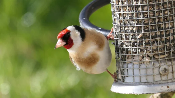 Goldfinch Voederen Van Tube Pinda Zaad Feeder Aan Een Vogeltafel — Stockfoto