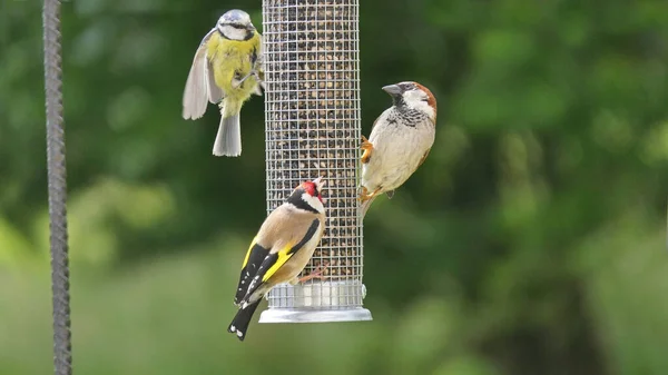 Goldfinch feeding from Tube peanut seed Feeder at a bird table