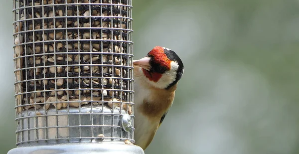 Goldfinch Voederen Van Tube Pinda Zaad Feeder Aan Een Vogeltafel — Stockfoto
