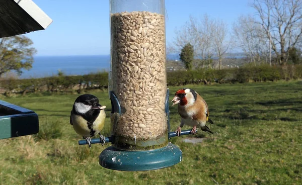 Goldfinch Alimentação Tubo Amendoim Alimentador Sementes Uma Mesa Pássaro — Fotografia de Stock