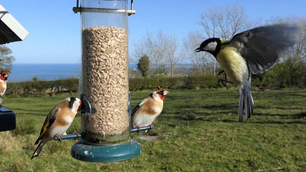 Goldfinch Nourrissant Graines Arachide Tube Feeder Une Table Oiseaux — Photo