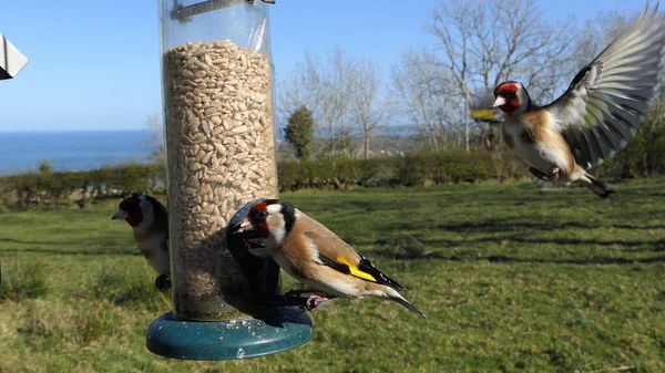 Goldfinch Nourrissant Graines Arachide Tube Feeder Une Table Oiseaux — Photo