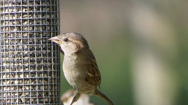 House Sparrow Харчування Корм Насіння Пташиним Столом Великій Британії — стокове фото