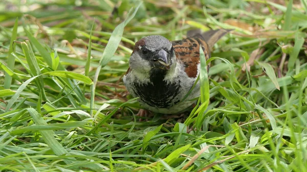 在英国 家养麻雀在鸟类桌旁的种子喂食所里觅食 — 图库照片