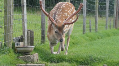 Avrupa geyiği tel çitin yanında büyük boynuzları var.