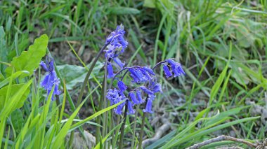 Bahçede büyüyen bir grup çan çiçeğinin güzelliği