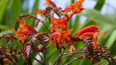 Crocosmia Lucifer kırmızı Montbretia. İridaceae familyasından çiçek açan küçük bir bitki cinsi.