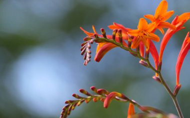 Crocosmia Lucifer kırmızı Montbretia. İridaceae familyasından çiçek açan küçük bir bitki cinsi.