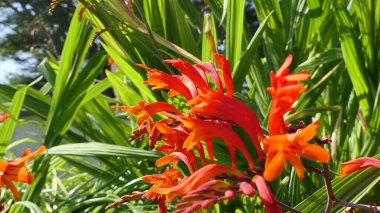 Crocosmia Lucifer kırmızı Montbretia. İridaceae familyasından çiçek açan küçük bir bitki cinsi.