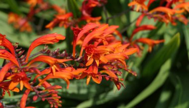 Crocosmia Lucifer kırmızı Montbretia. İridaceae familyasından çiçek açan küçük bir bitki cinsi.