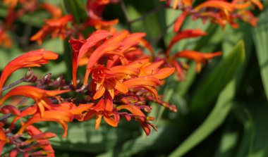 Crocosmia Lucifer kırmızı Montbretia. İridaceae familyasından çiçek açan küçük bir bitki cinsi.