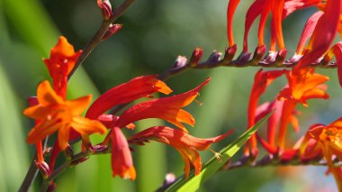 Crocosmia Lucifer kırmızı Montbretia. İridaceae familyasından çiçek açan küçük bir bitki cinsi.