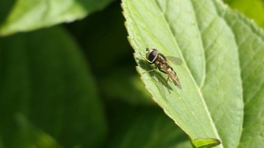 İngiltere 'de bir bahçedeki çalılıkta uçan bir ortanca.